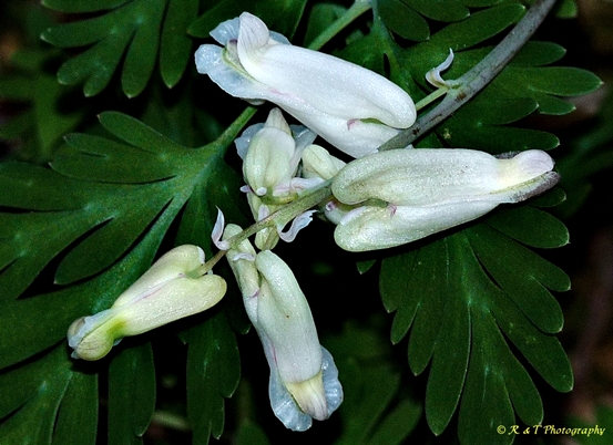 {Dicentra canadensis}